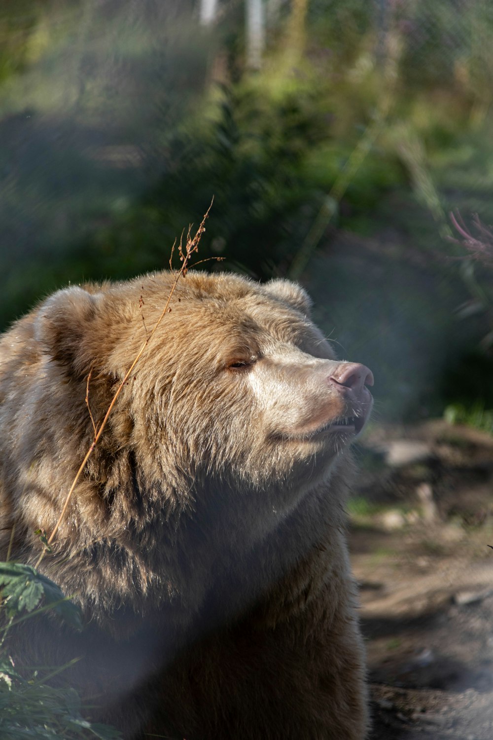 a large brown bear laying down in a forest