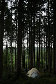 A sturdy tent pitched in a forest clearing surrounded by tall pine trees.