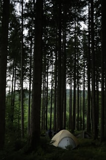 A serene campsite surrounded by tall pine trees.