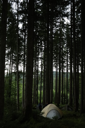 A serene campsite surrounded by tall pine trees.