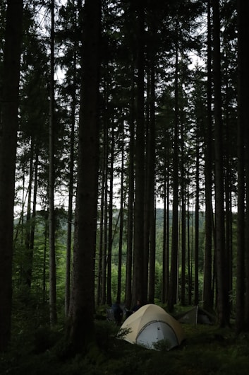 Tall pine trees densely populate a serene forest. Among the trees, a small beige tent is set up, partially concealed by the surrounding foliage. The overall atmosphere of the forest is tranquil with scattered dappled light peeking through the canopy.