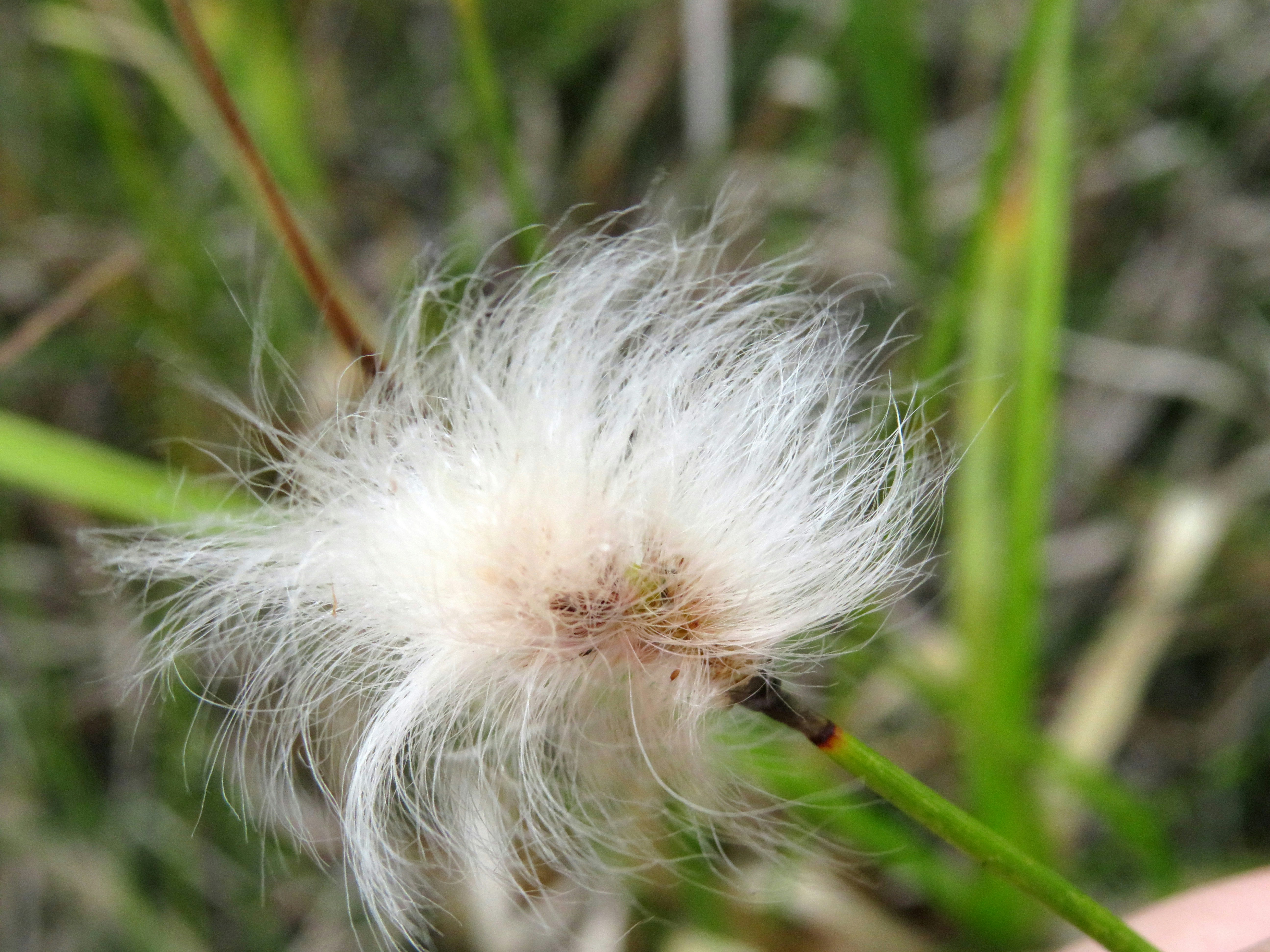 a close up of a dandelion in the grass, 