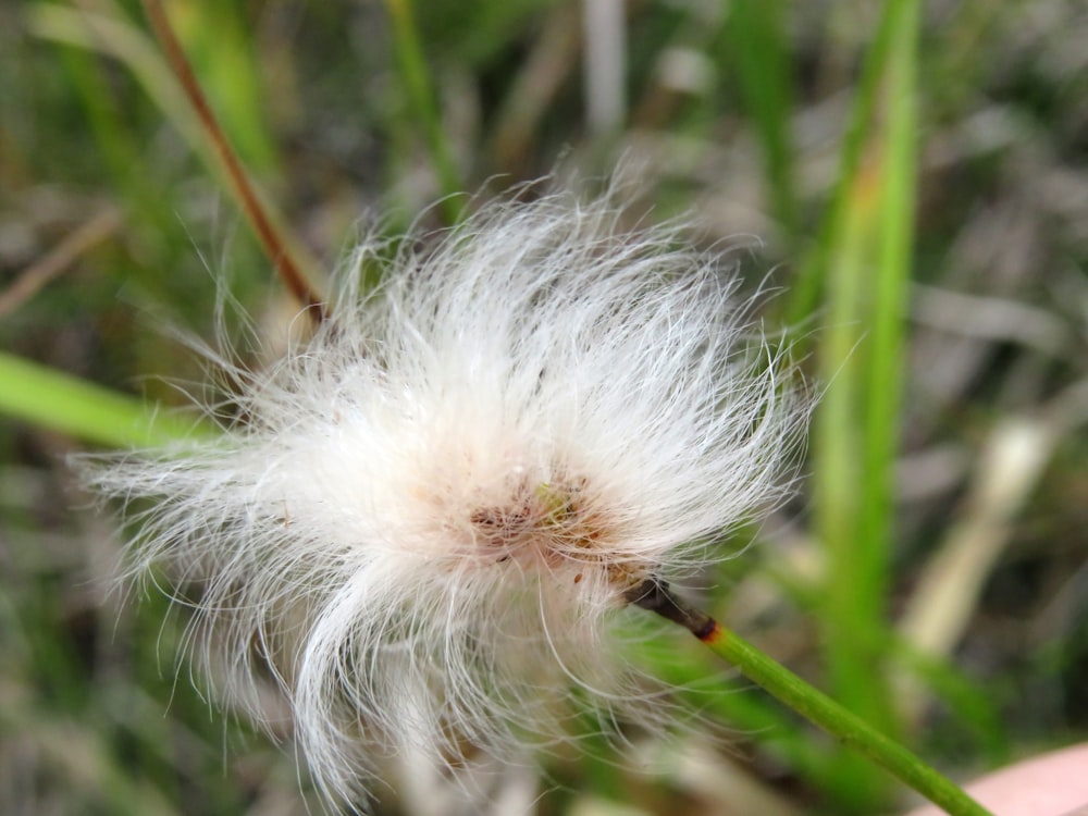 a close up of a dandelion in the grass