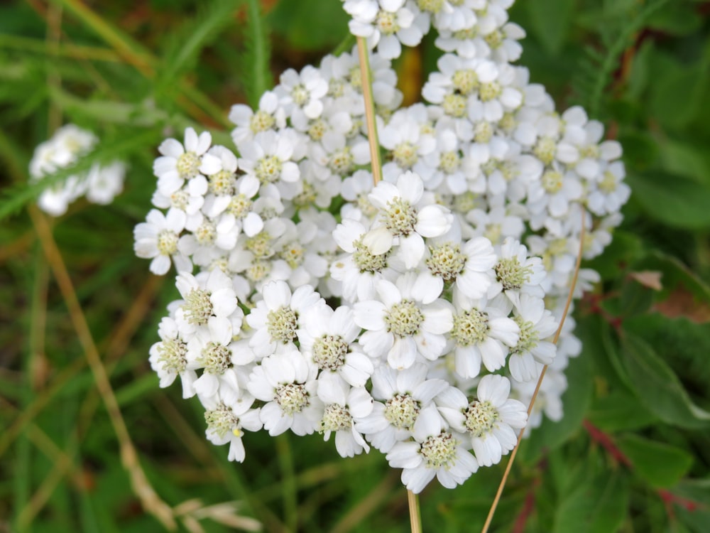 a cluster of white flowers in a field