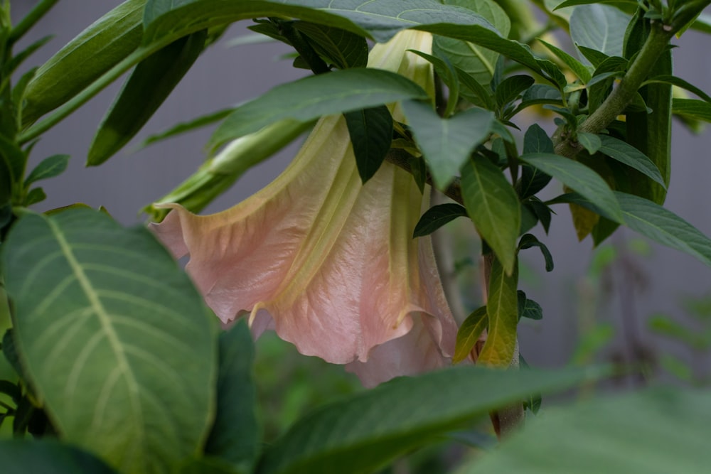 a pink flower with green leaves in the background