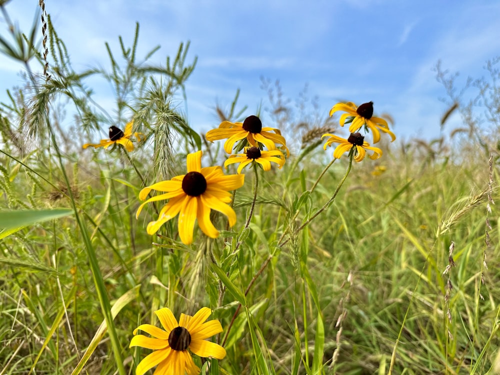 a bunch of yellow flowers that are in the grass