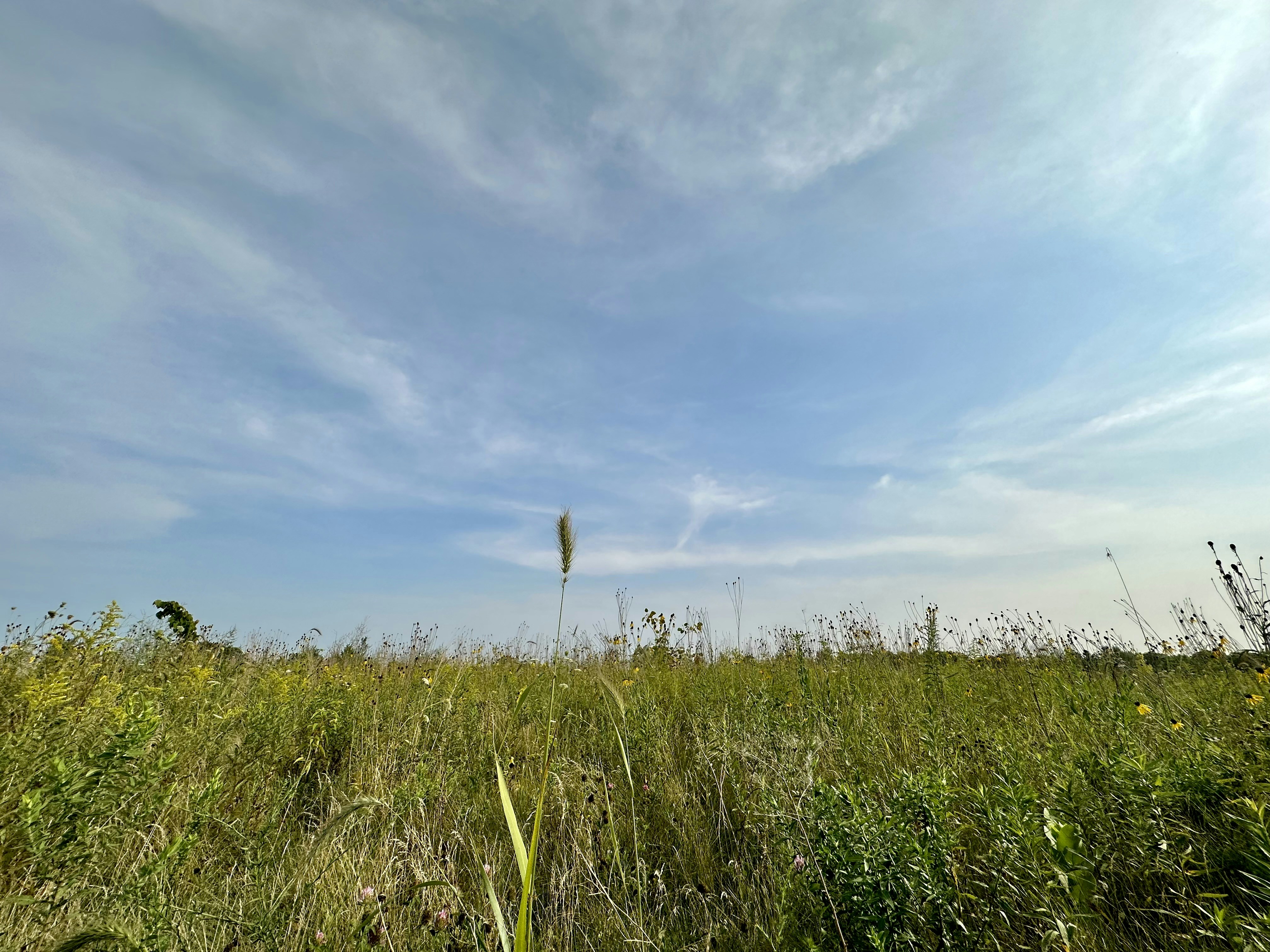 um campo de grama alta sob um céu azul