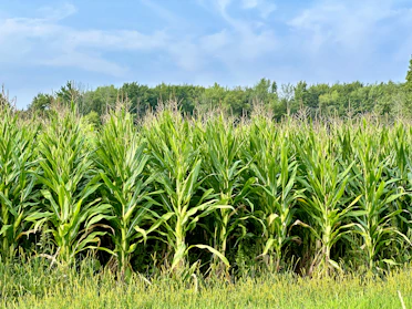 a large field of green grass with trees in the background