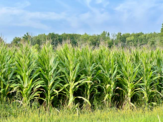 a large field of green grass with trees in the background