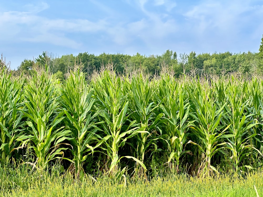 a large field of green grass with trees in the background