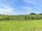 A vast field of tall green corn plants stretches across the landscape beneath a bright blue sky with scattered white clouds. The lush greenery of the cornfield contrasts with a lighter green grassy foreground, while a line of trees is visible in the distance.
