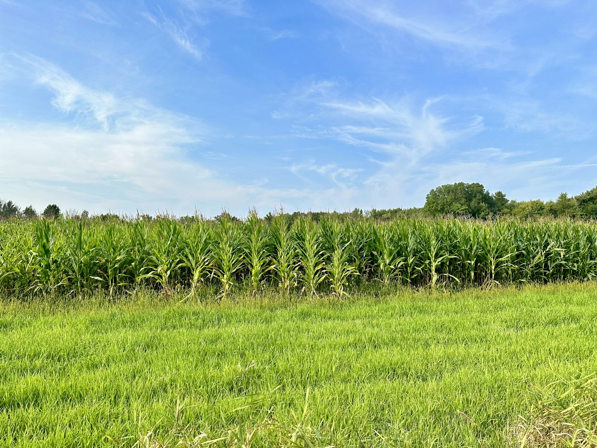 a field of corn with a blue sky in the background