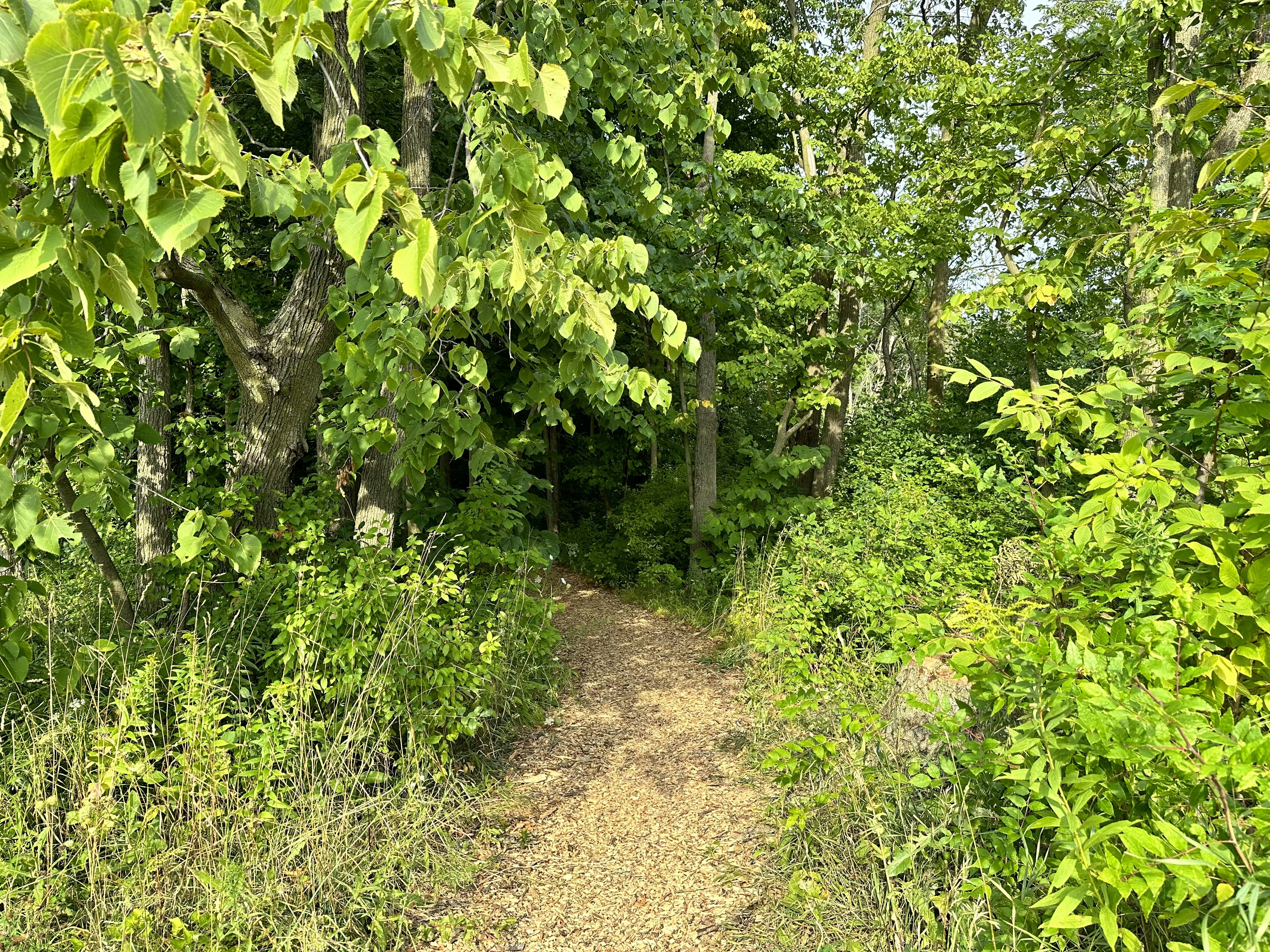 Photo by midkiffaries