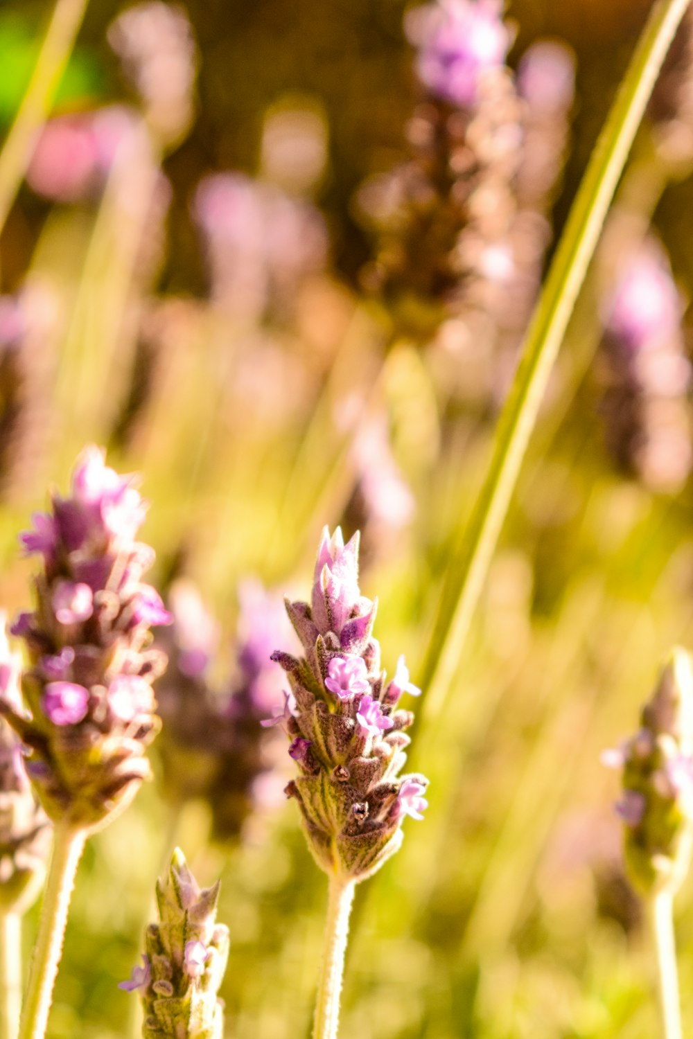 a bunch of purple flowers that are in the grass