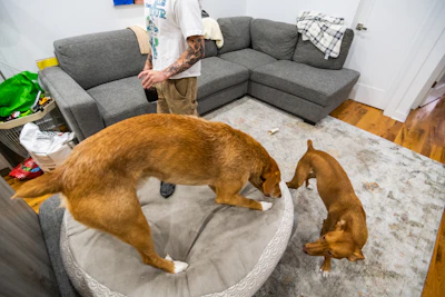 a man standing in a living room next to two dogs