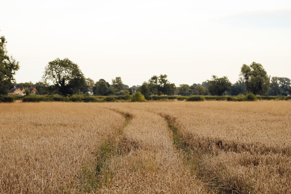 a field with a trail in the middle of it