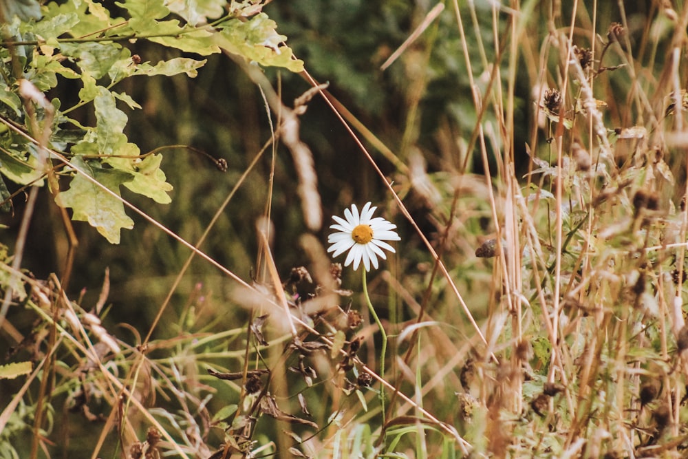 a single white flower sitting in the middle of tall grass