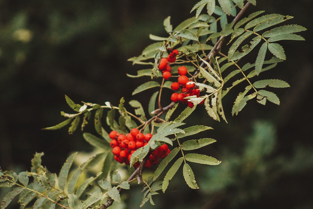 a branch with red berries and green leaves