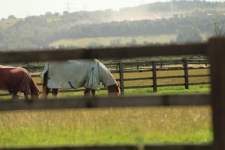 Two horses standing in a grassy field surrounded by wooden fences, wearing protective blankets against a backdrop of rolling hills and scattered trees. The scene appears peaceful and pastoral, with a hazy sky in the background.
