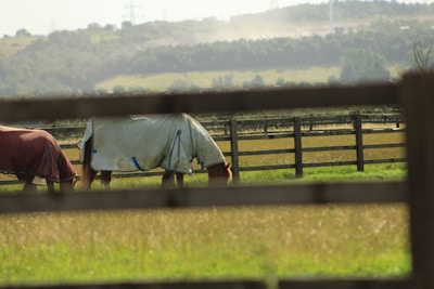 Two horses standing in a grassy field surrounded by wooden fences, wearing protective blankets against a backdrop of rolling hills and scattered trees. The scene appears peaceful and pastoral, with a hazy sky in the background.