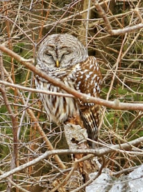 An owl perches on a tree branch, surrounded by a network of intertwined branches. The owl has mottled brown and white feathers with distinctive patterns, and it appears to be resting or sleeping with its eyes closed. The background consists of foliage and more branches, creating a natural woodland setting.