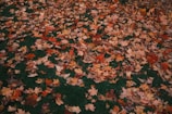 A freshly raked lawn with piles of colorful autumn leaves ready for removal