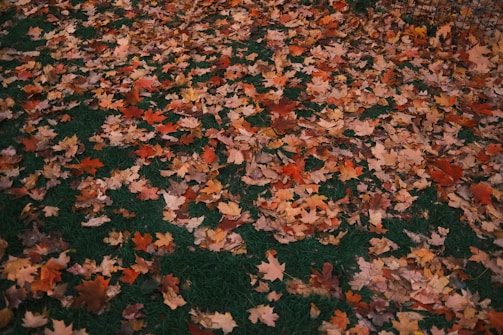 A freshly raked lawn with piles of colorful autumn leaves ready for removal