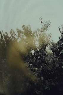 A serene natural setting with soft earth tones and deep green foliage, evoking calm and introspection.