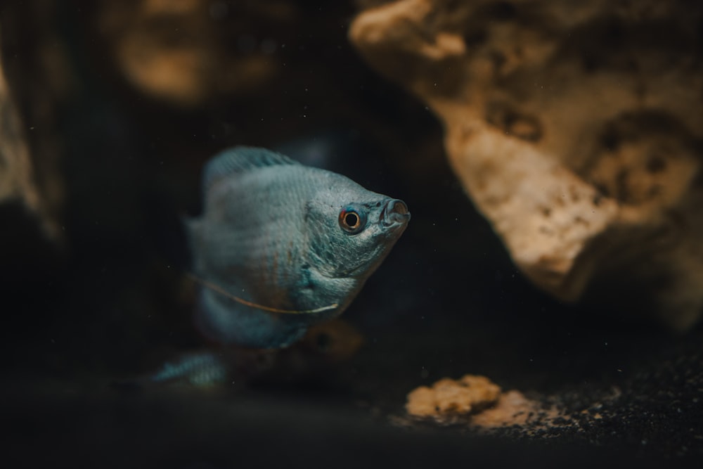a small blue fish swimming in an aquarium