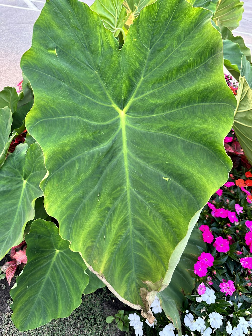 a large green leafy plant in a flower bed