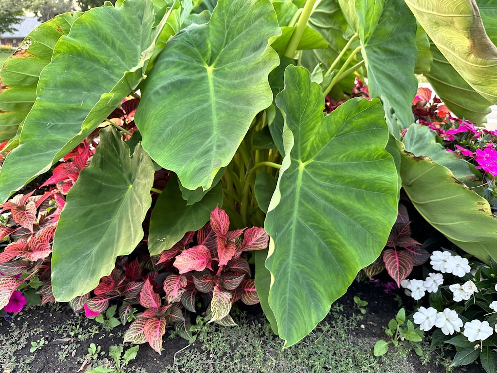 a large green leafy plant in a garden