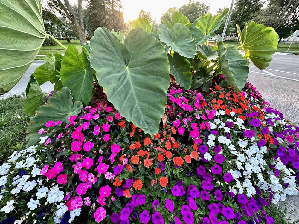 a bunch of flowers that are in the grass