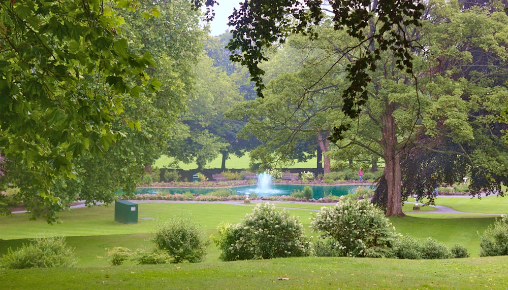 a park with a pond surrounded by trees
