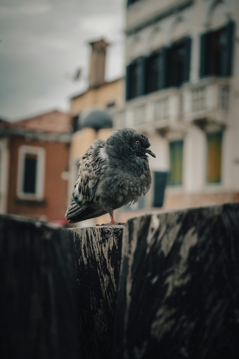 a small bird perched on top of a wooden fence