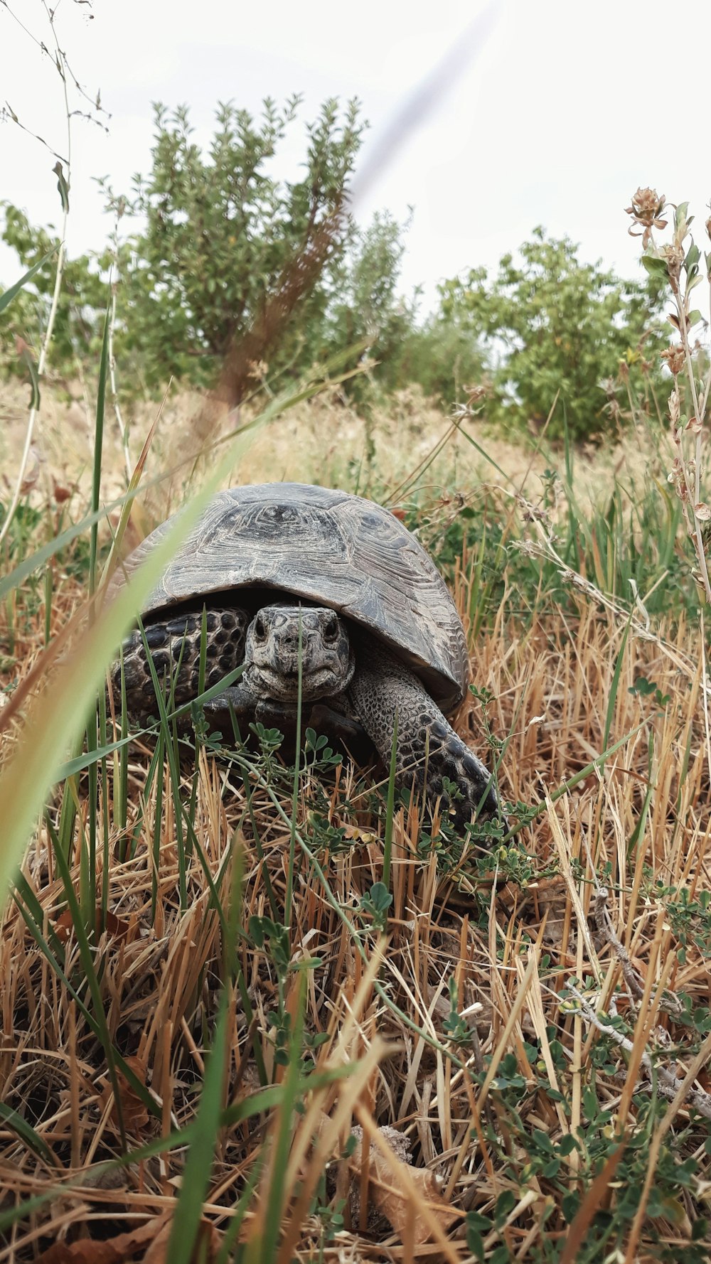 a large turtle is walking through the grass