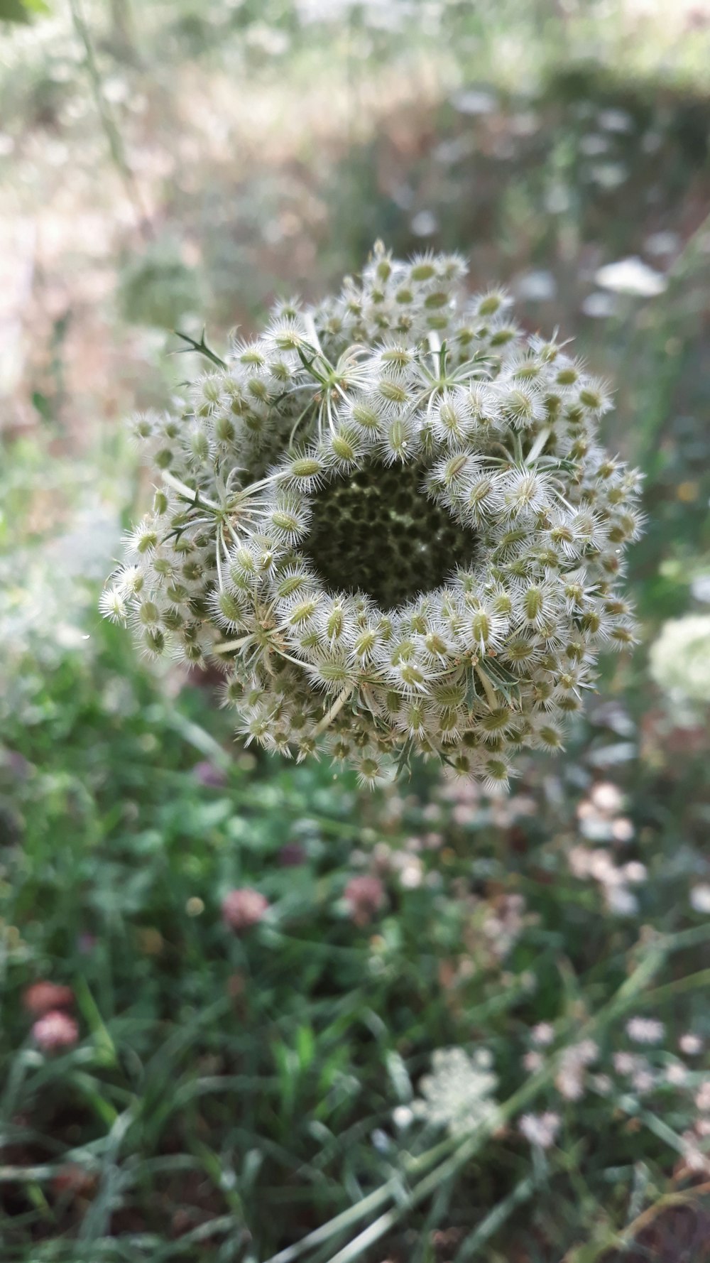 a close up of a flower in a field