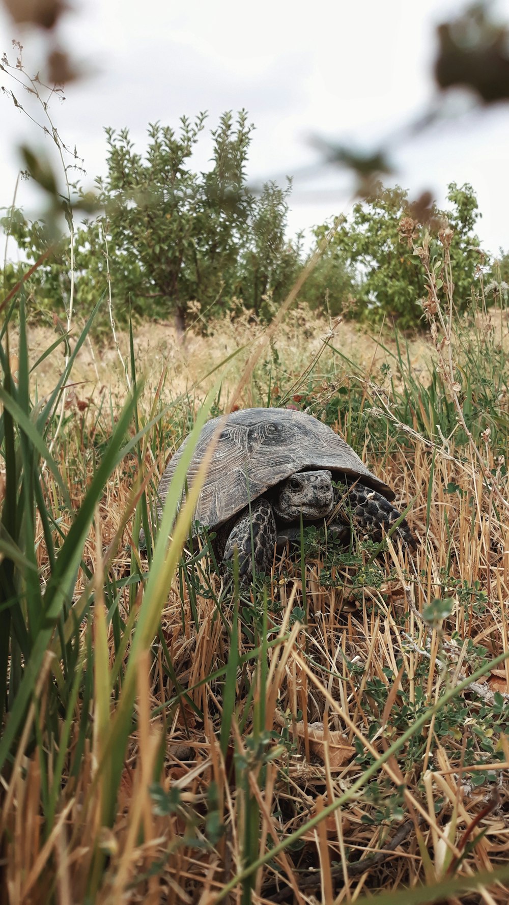 a turtle is walking through the tall grass