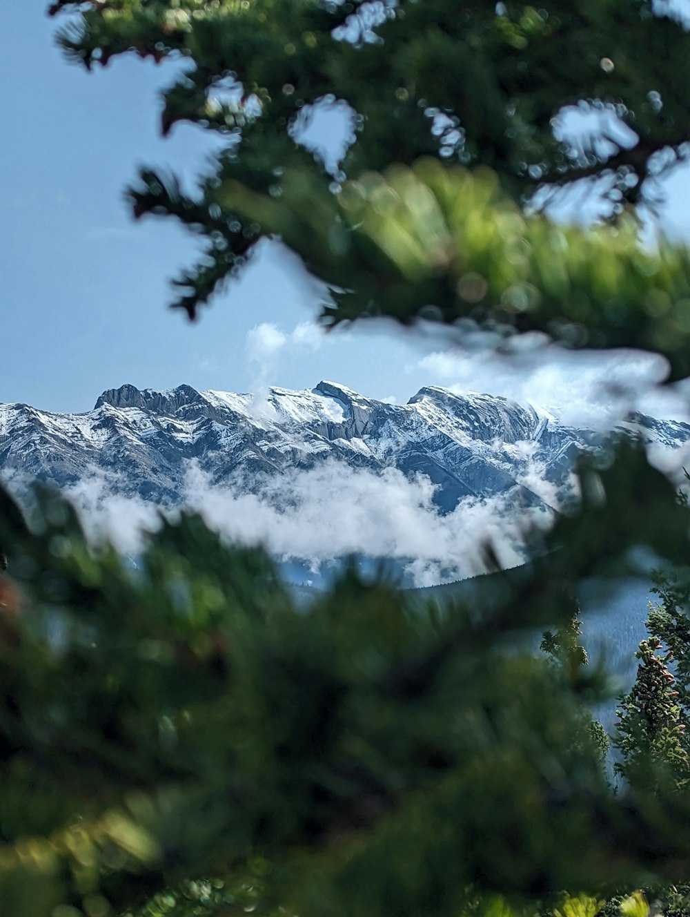 a view of a mountain range through the branches of a tree
