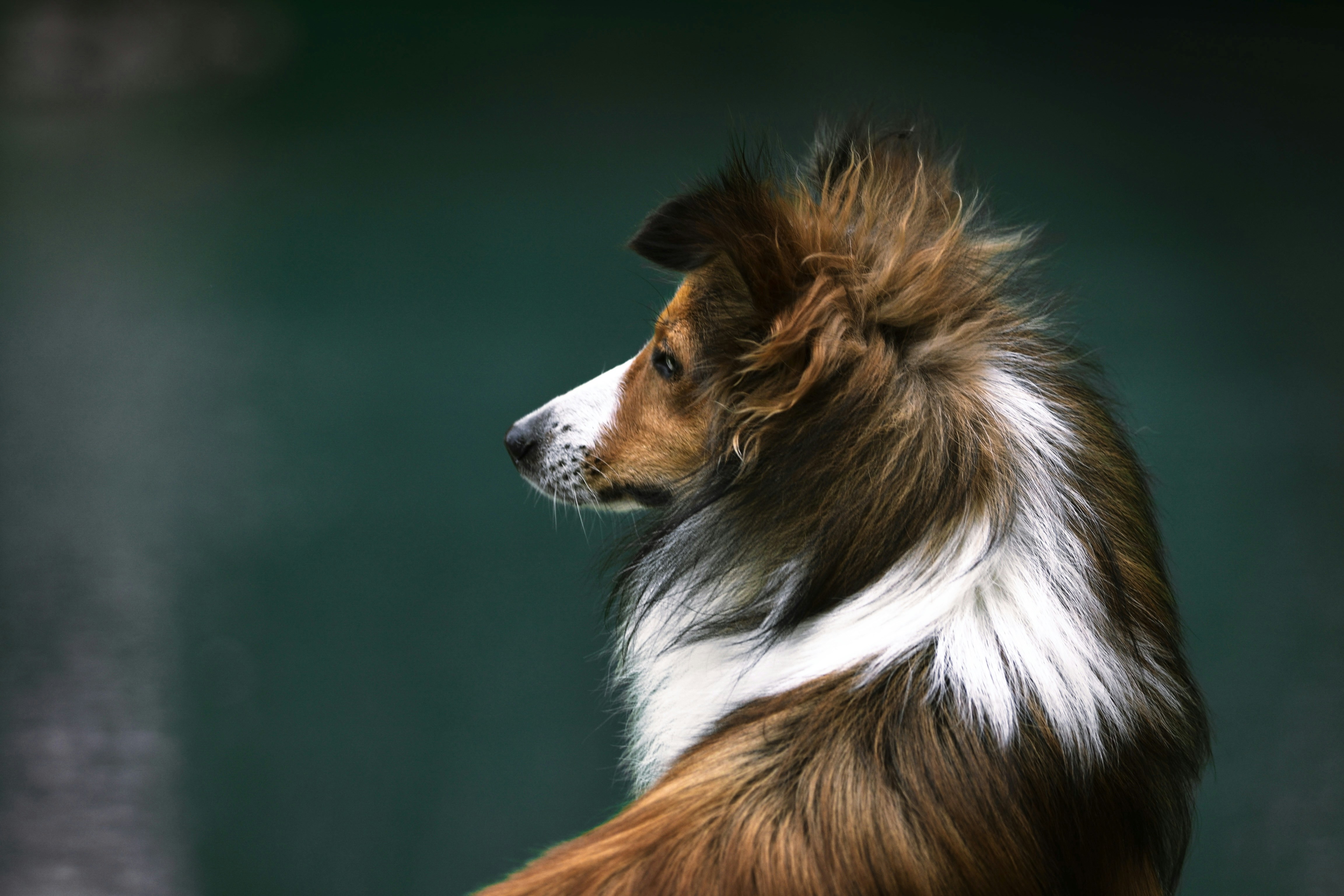 a brown and white dog sitting next to a body of water