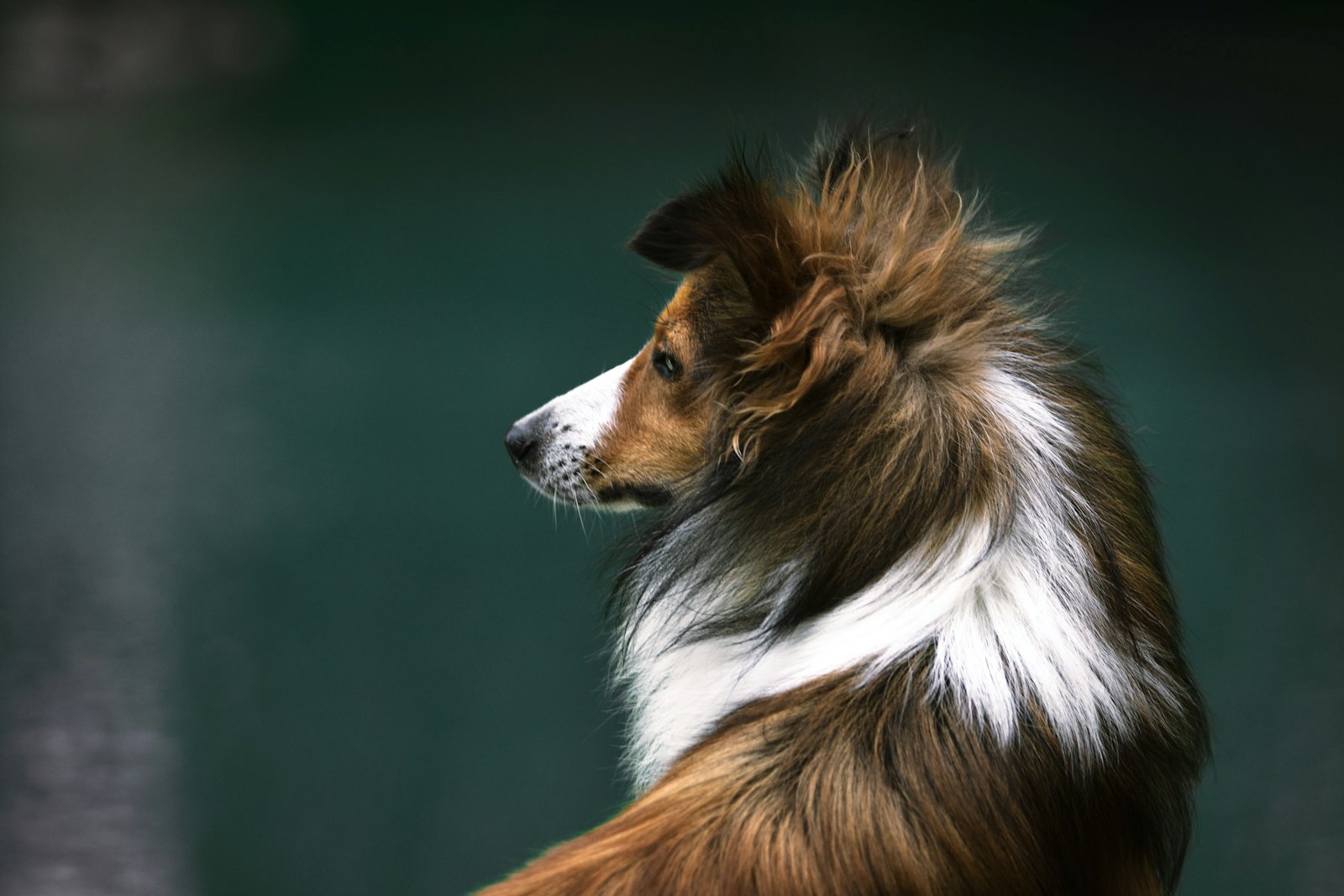 Shetland Sheepdog Bootcamp: A 7-Day Loose-Leash Plan