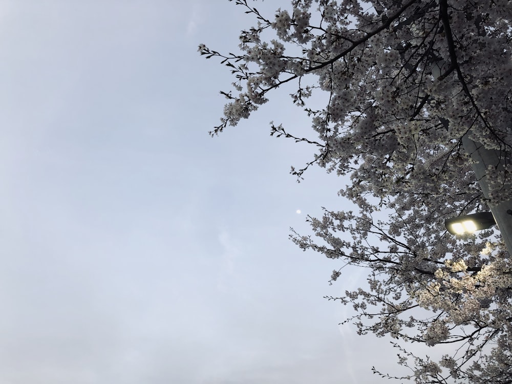 a street light sitting next to a tree