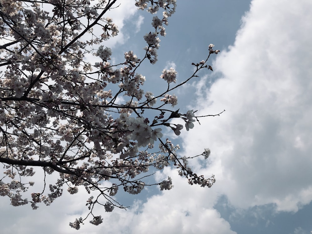 a tree with lots of white flowers in front of a cloudy sky