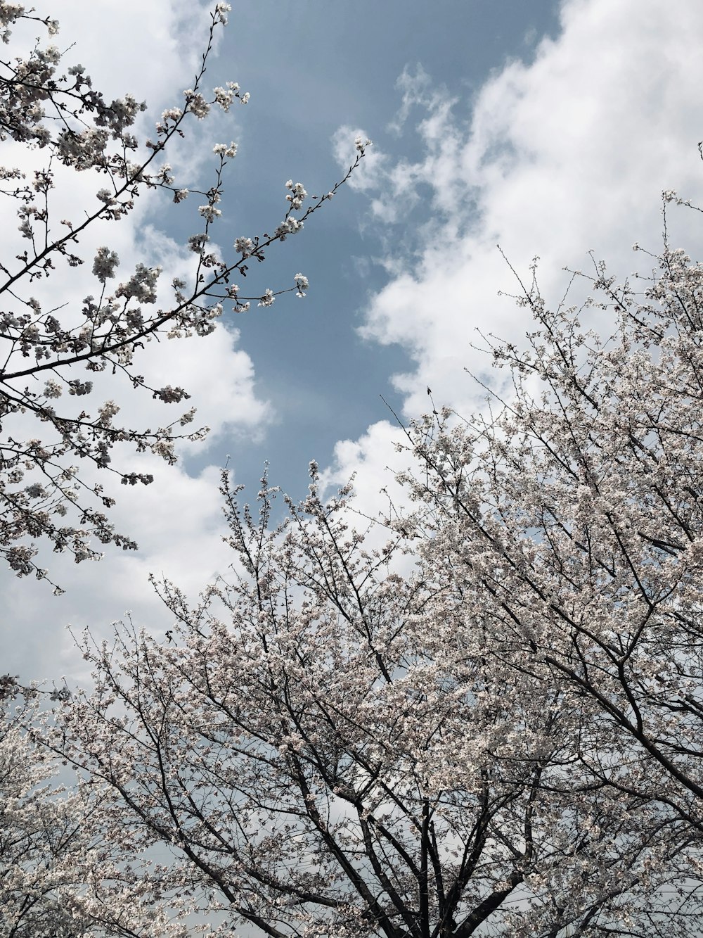 a tree with lots of white flowers on it