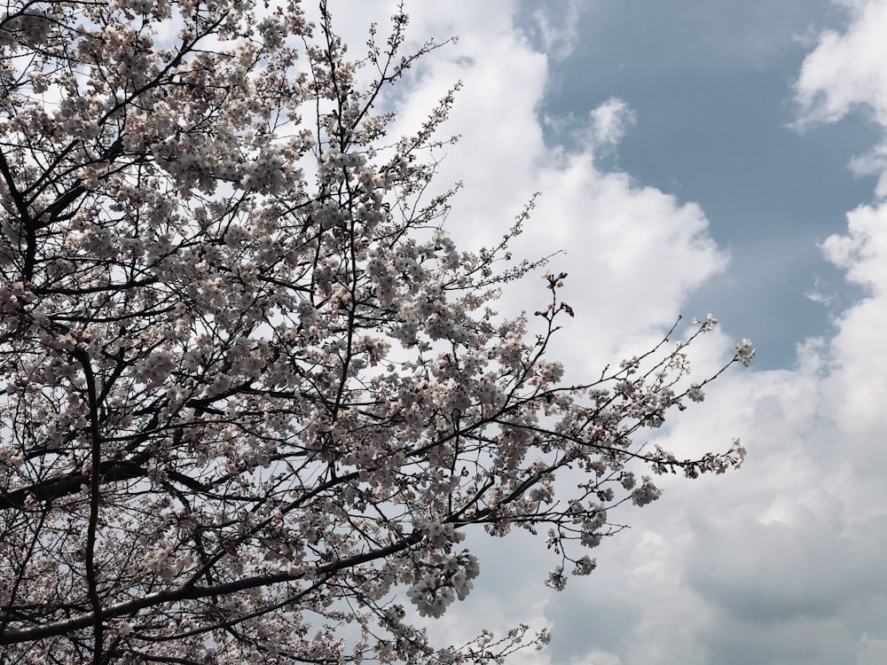 a tree with lots of pink flowers in front of a cloudy sky