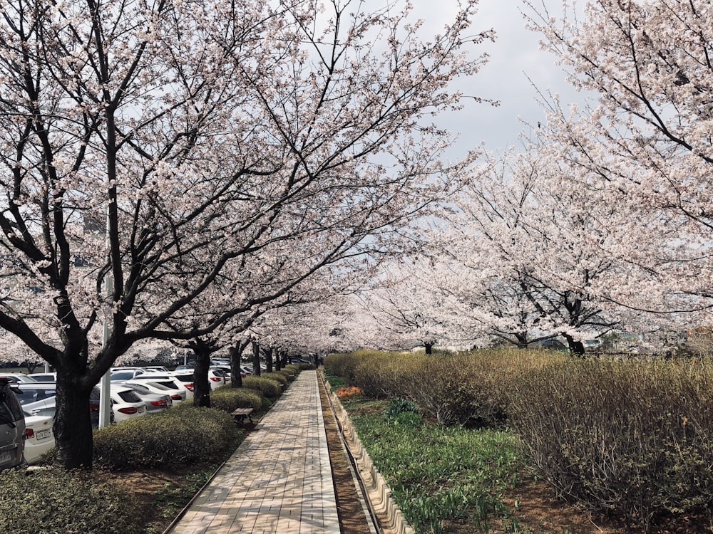 a sidewalk lined with lots of cherry blossom trees