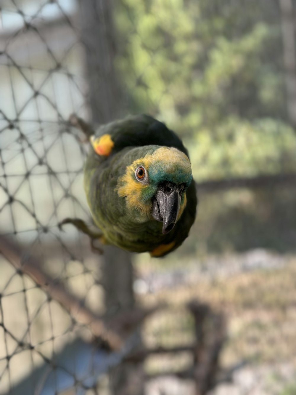 a green and yellow bird is perched on a wire fence