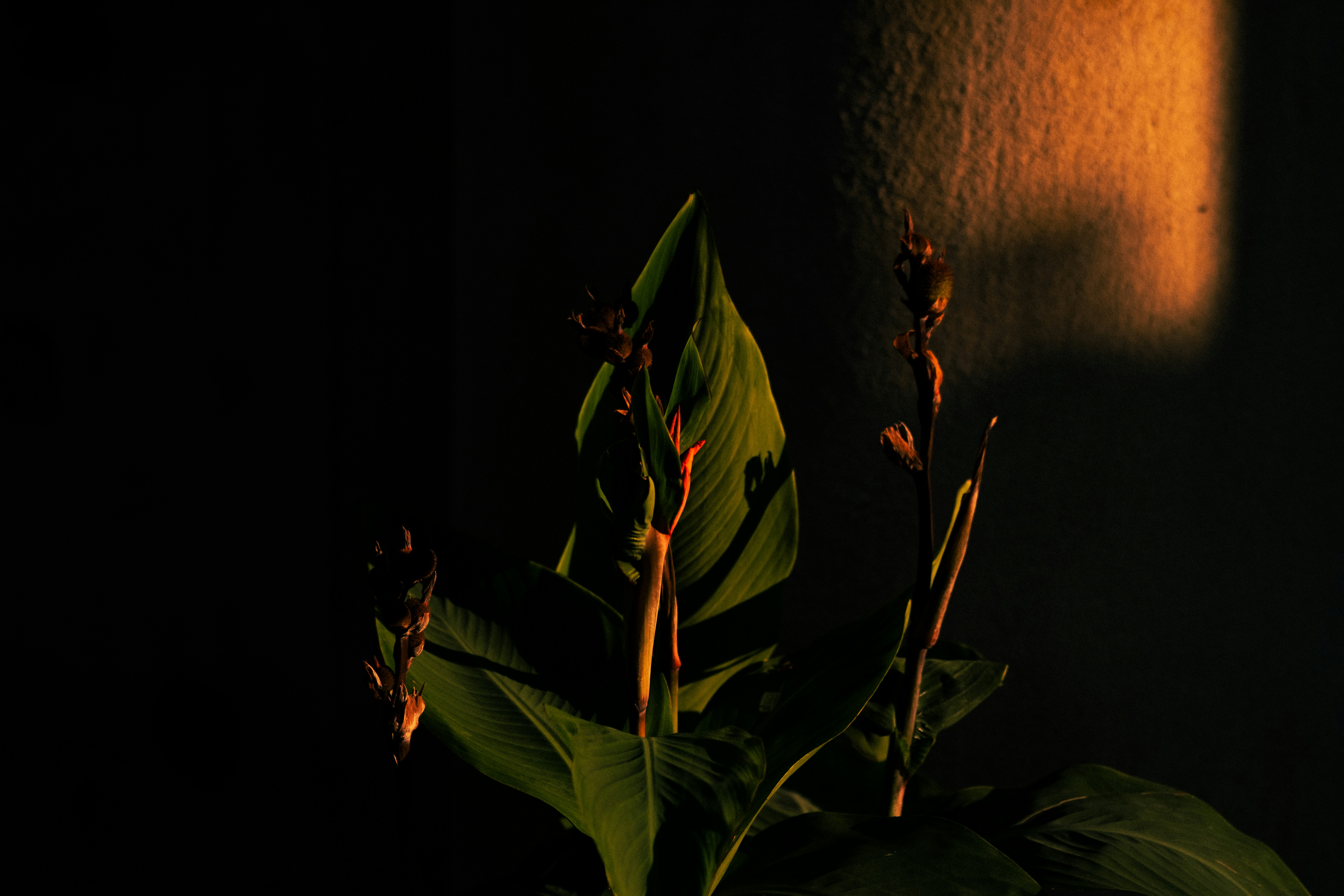 A plant in a dark room with a light shining on it photo Free Plant
