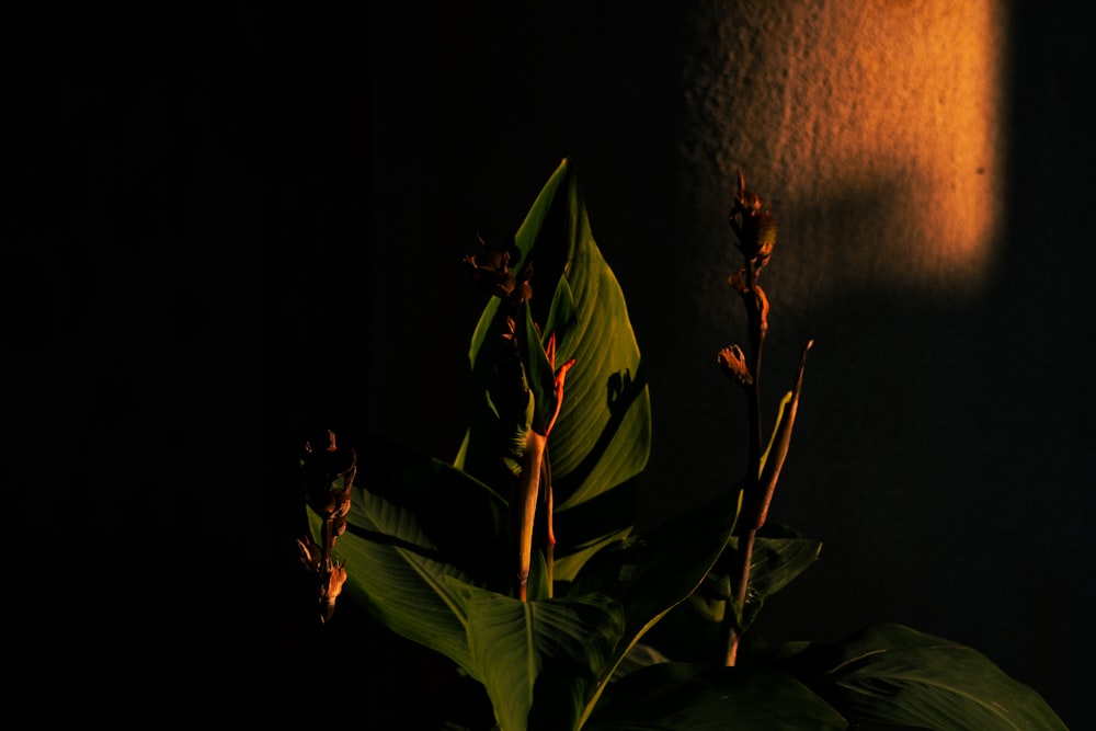 a plant in a dark room with a light shining on it