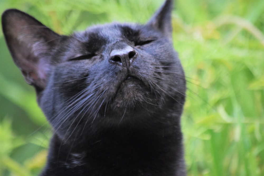 a close up of a black cat with its eyes closed