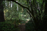 Wide shot of a wooded area with participants navigating through dense foliage.